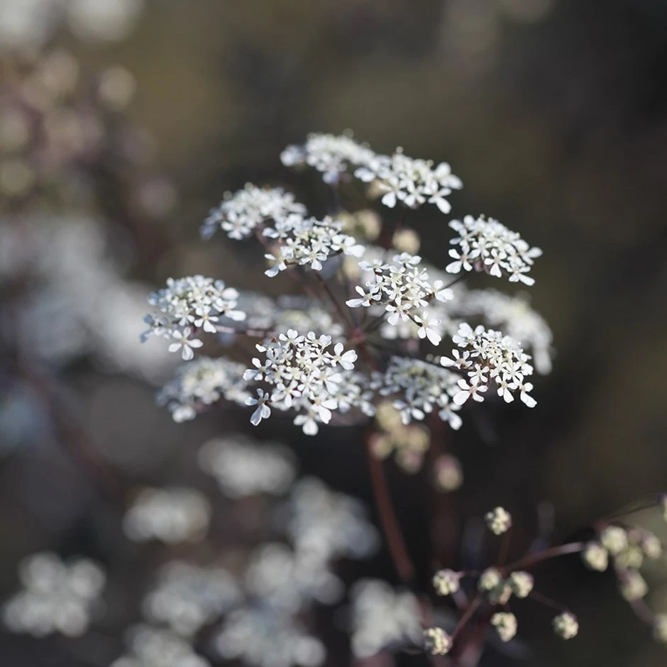 Anthriscus Sylvestris 'Ravenswing' 3 Anthriscus Sylvestris 'Ravenswing'