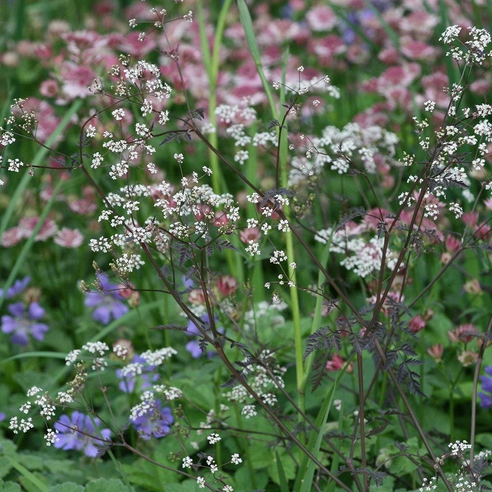 Anthriscus Sylvestris 'Ravenswing' 4 Anthriscus Sylvestris 'Ravenswing' - Image 2