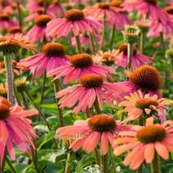 Echinacea 'Summer Cocktail' (PBR) 6 Echinacea 'Summer Cocktail' (PBR) -KANG Plants Shop pl2000017281 card2 lg