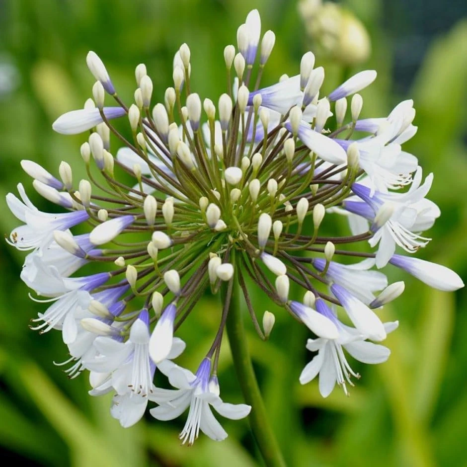 Agapanthus Queen Mum ('Pmn06') (PBR) 3 Agapanthus Queen Mum ('Pmn06') (PBR)
