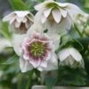 Helleborus × Hybridus Harvington Double White Speckled -KANG Plants Shop pl2000018086