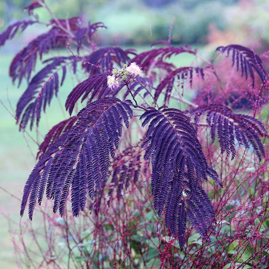 Albizia Julibrissin 'Summer Chocolate' (PBR) 3 Albizia Julibrissin 'Summer Chocolate' (PBR)