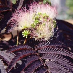 Albizia Julibrissin 'Summer Chocolate' (PBR) 5 Albizia Julibrissin 'Summer Chocolate' (PBR) -KANG Plants Shop pl2000018109 card2 lg