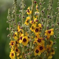Verbascum (Cotswold Group) 'Cotswold Queen'