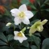 Helleborus Niger -KANG Plants Shop pl2000019331