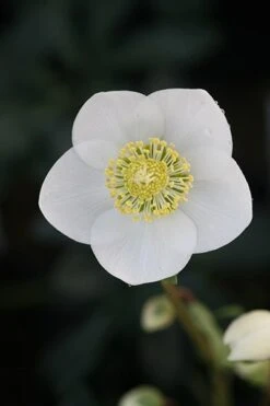 KANG Plants Shop -KANG Plants Shop pl2000019331 card2 lg