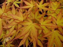 Acer Palmatum 'Katsura' -KANG Plants Shop pl2000019574 card3 lg