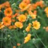 Geum 'Totally Tangerine' (PBR) -KANG Plants Shop pl2000019847