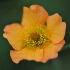 Geum 'Totally Tangerine' (PBR) -KANG Plants Shop pl2000019847 card2 lg