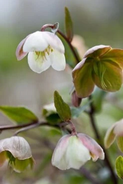 Helleborus × Sahinii 'Winterbells' (PBR) -KANG Plants Shop pl2000020890 card2 lg