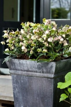 Helleborus × Sahinii 'Winterbells' (PBR) -KANG Plants Shop pl2000020890 card3 lg