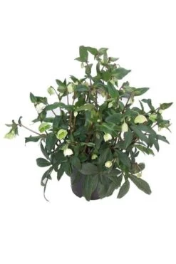 Helleborus × Sahinii 'Winterbells' (PBR) -KANG Plants Shop pl2000020890 card4 lg