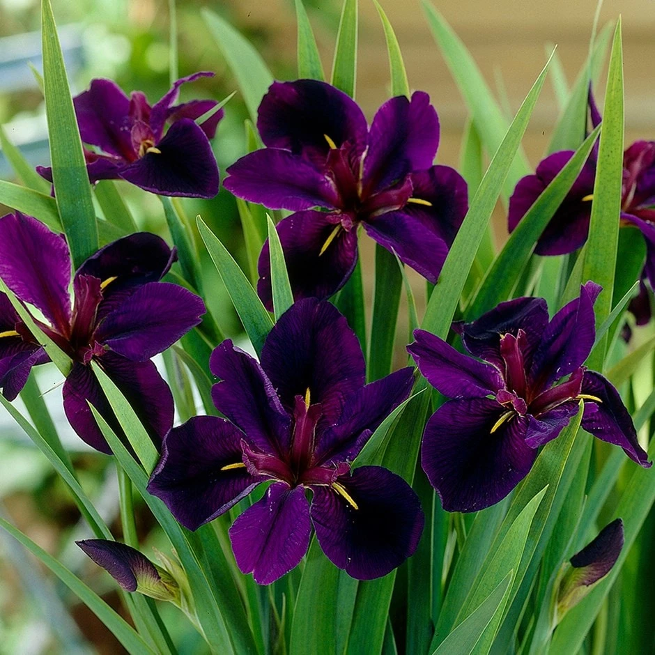 Iris 'Black Gamecock' 3 Iris 'Black Gamecock'