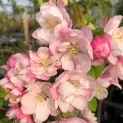 Malus 'Pink Perfection'