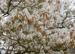 Amelanchier Lamarckii 8 Amelanchier Lamarckii -KANG Plants Shop pl2000021003 card3 lg