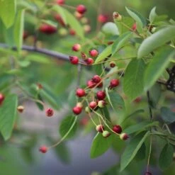Amelanchier Lamarckii 9 Amelanchier Lamarckii -KANG Plants Shop pl2000021003 card4 lg