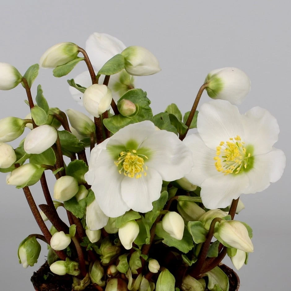 Helleborus 'Verboom Beauty' 3 Helleborus 'Verboom Beauty'