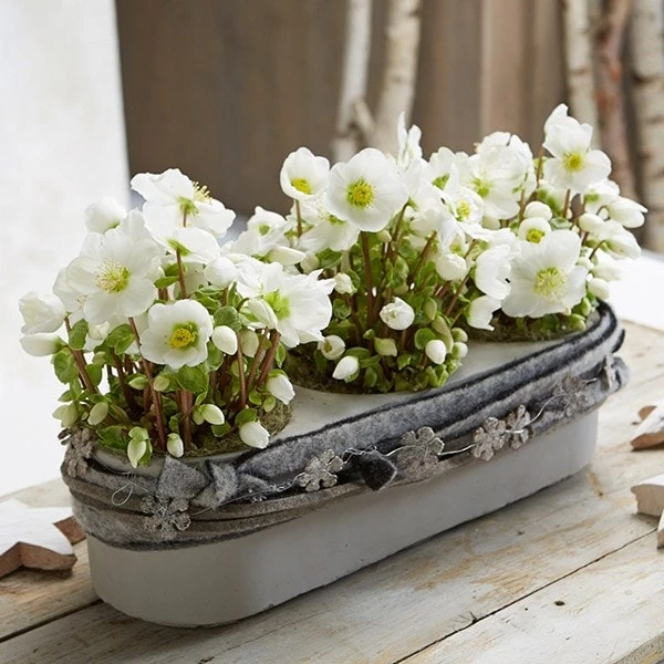 Helleborus 'Verboom Beauty' 4 Helleborus 'Verboom Beauty' - Image 2