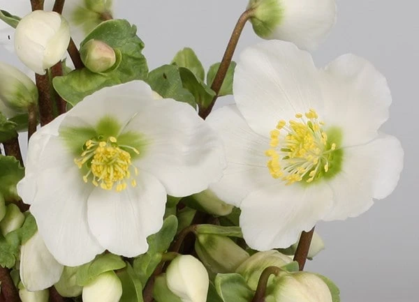 Helleborus 'Verboom Beauty' 5 Helleborus 'Verboom Beauty' - Image 3