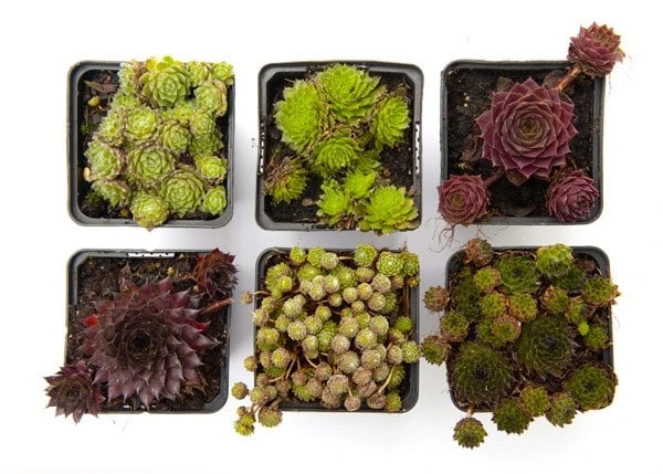 Sempervivum Collection 4 Sempervivum Collection - Image 2