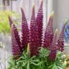 Lupinus 'Masterpiece' (PBR) 1 Lupinus 'Masterpiece' (PBR) -KANG Plants Shop pl2000021318