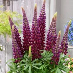 Lupinus 'Masterpiece' (PBR)