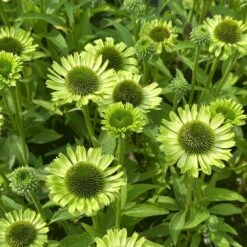 Echinacea 'Green Jewel' (PBR) -KANG Plants Shop pl2000021331 card2 lg