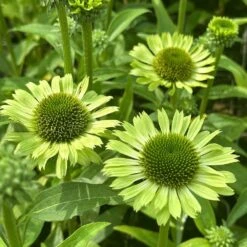 Echinacea 'Green Jewel' (PBR) -KANG Plants Shop pl2000021331 card3 lg