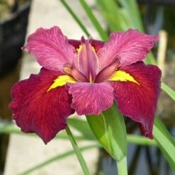 Iris 'Ann Chowning' -KANG Plants Shop pl2000022069 card2 lg