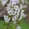 Prunus 'Snow Goose' 1 Prunus 'Snow Goose' -KANG Plants Shop pl2000022330