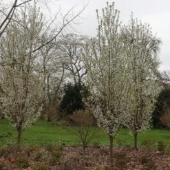 Prunus 'Snow Goose' -KANG Plants Shop pl2000022330 card2 lg