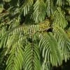 Albizia Julibrissin Ombrella ('Boubri') (PBR)