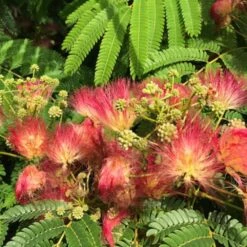 Albizia Julibrissin Ombrella ('Boubri') (PBR) 5 Albizia Julibrissin Ombrella ('Boubri') (PBR) -KANG Plants Shop pl2000022336 card2 lg