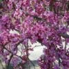 Cercis Canadensis Lavender Twist ('Covey') -KANG Plants Shop pl2000022345