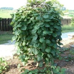 Cercis Canadensis Lavender Twist ('Covey') -KANG Plants Shop pl2000022345 card2 lg