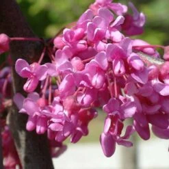 Cercis Canadensis Lavender Twist ('Covey') -KANG Plants Shop pl2000022345 card3 lg
