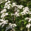 Crataegus Laevigata 'Plena' -KANG Plants Shop pl2000022348