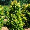 Fagus Sylvatica 'Dawyck Gold' 1 Fagus Sylvatica 'Dawyck Gold' -KANG Plants Shop pl2000022354