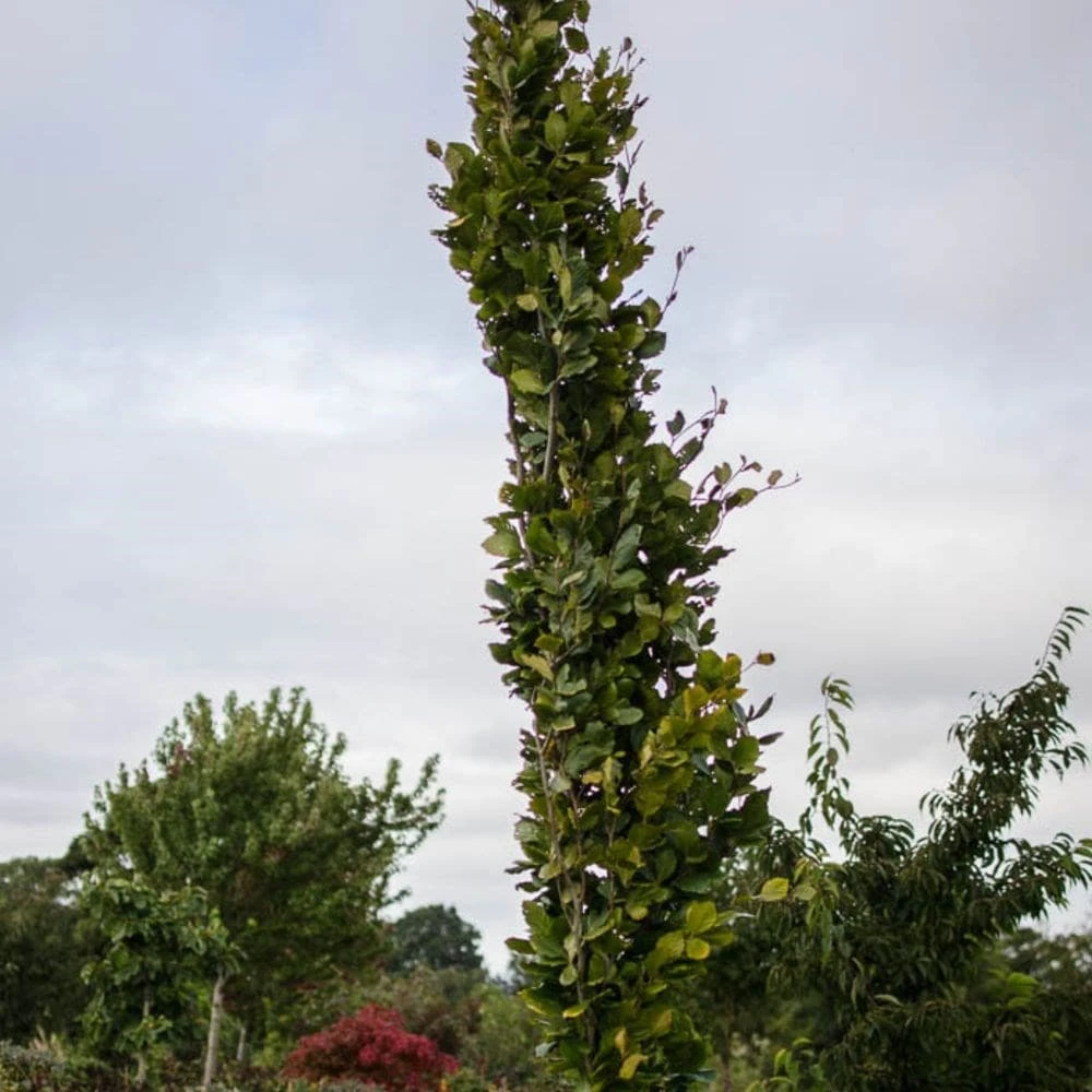Fagus Sylvatica 'Dawyck Gold' 4 Fagus Sylvatica 'Dawyck Gold' - Image 2