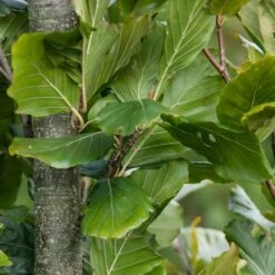 Fagus Sylvatica 'Dawyck Gold' 7 Fagus Sylvatica 'Dawyck Gold' -KANG Plants Shop pl2000022354 card3 lg