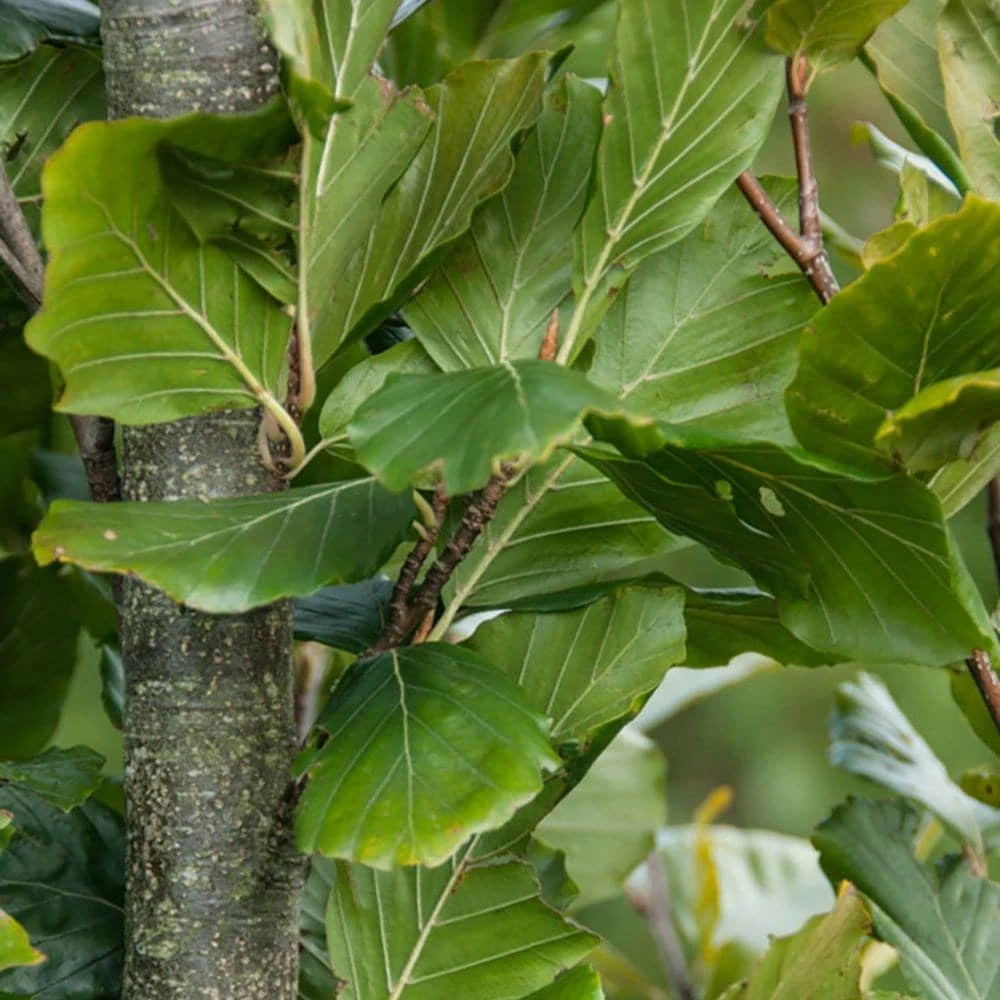 Fagus Sylvatica 'Dawyck Gold' 5 Fagus Sylvatica 'Dawyck Gold' - Image 3