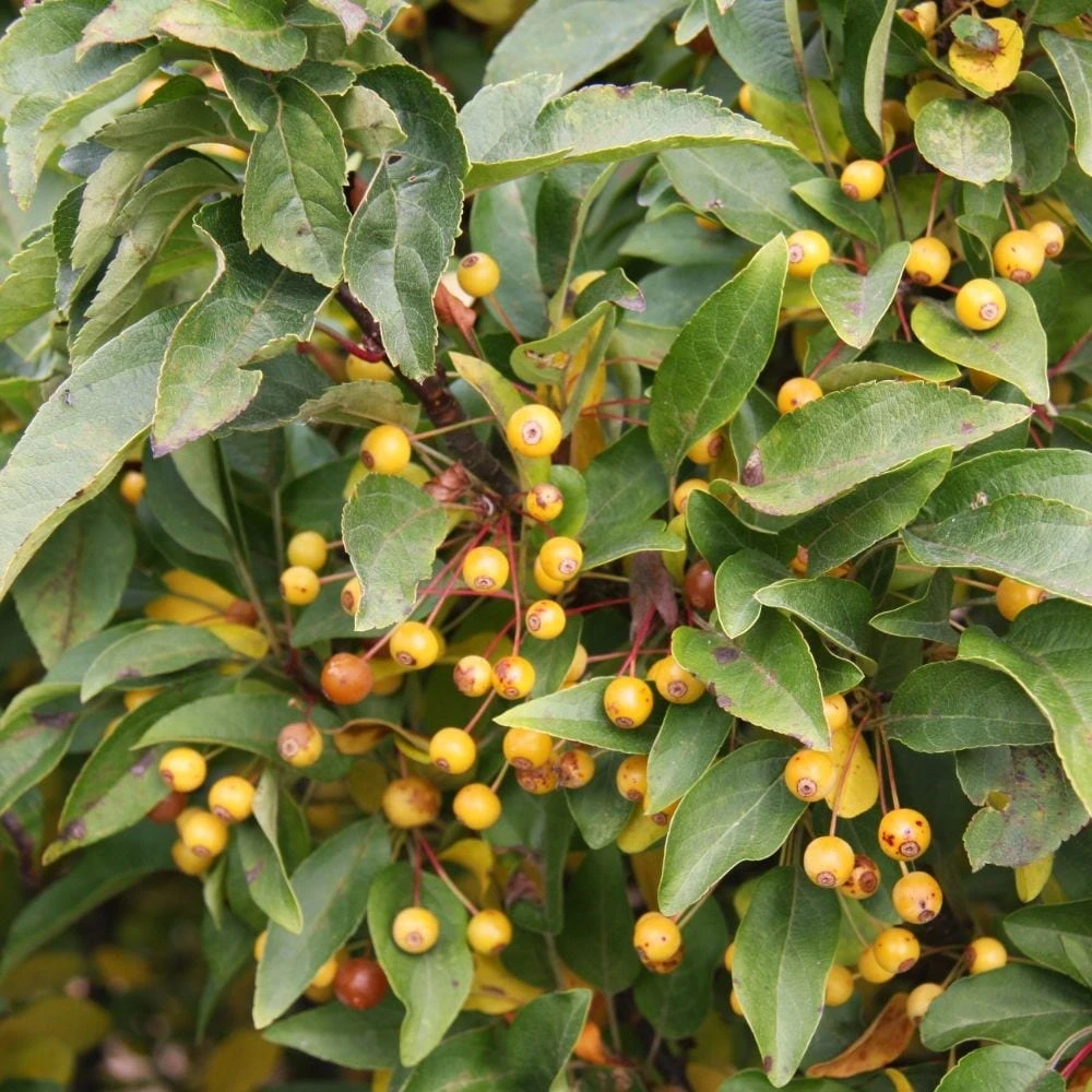 Malus Cinderella ('Cinzam') 4 Malus Cinderella ('Cinzam') - Image 2