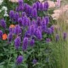 Agastache 'Blue Boa' (PBR) -KANG Plants Shop pl2000022948