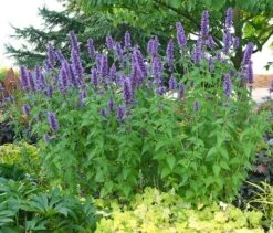 Agastache 'Blue Boa' (PBR) 8 Agastache 'Blue Boa' (PBR) -KANG Plants Shop pl2000022948 card2 lg