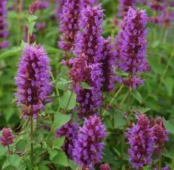 Agastache 'Blue Boa' (PBR) 9 Agastache 'Blue Boa' (PBR) -KANG Plants Shop pl2000022948 card3 lg