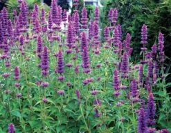 Agastache 'Blue Boa' (PBR) 10 Agastache 'Blue Boa' (PBR) -KANG Plants Shop pl2000022948 card4 lg