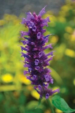 Agastache 'Blue Boa' (PBR) 11 Agastache 'Blue Boa' (PBR) -KANG Plants Shop pl2000022948 card5 lg