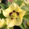 Helleborus × Hybridus Harvington Yellow With Dark Eye -KANG Plants Shop pl2000023660