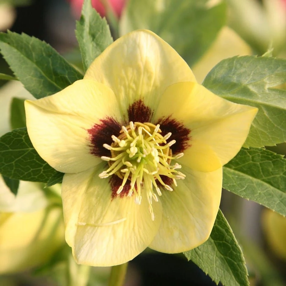Helleborus × Hybridus Harvington Yellow With Dark Eye 3 Helleborus × Hybridus Harvington Yellow With Dark Eye
