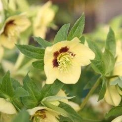 Helleborus × Hybridus Harvington Yellow With Dark Eye 6 Helleborus × Hybridus Harvington Yellow With Dark Eye -KANG Plants Shop pl2000023660 card2 lg